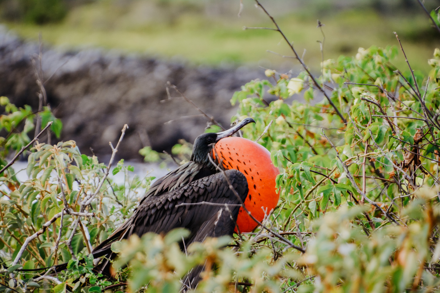 Ecuador bezienswaardigheden dieren