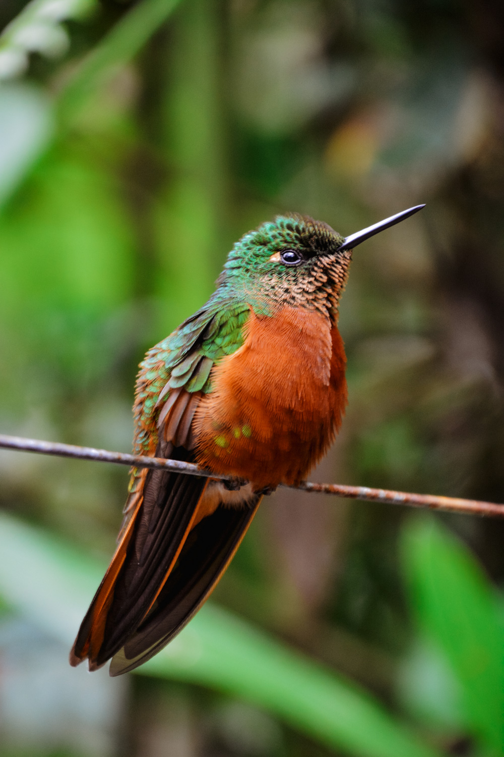 Ecuador vogels