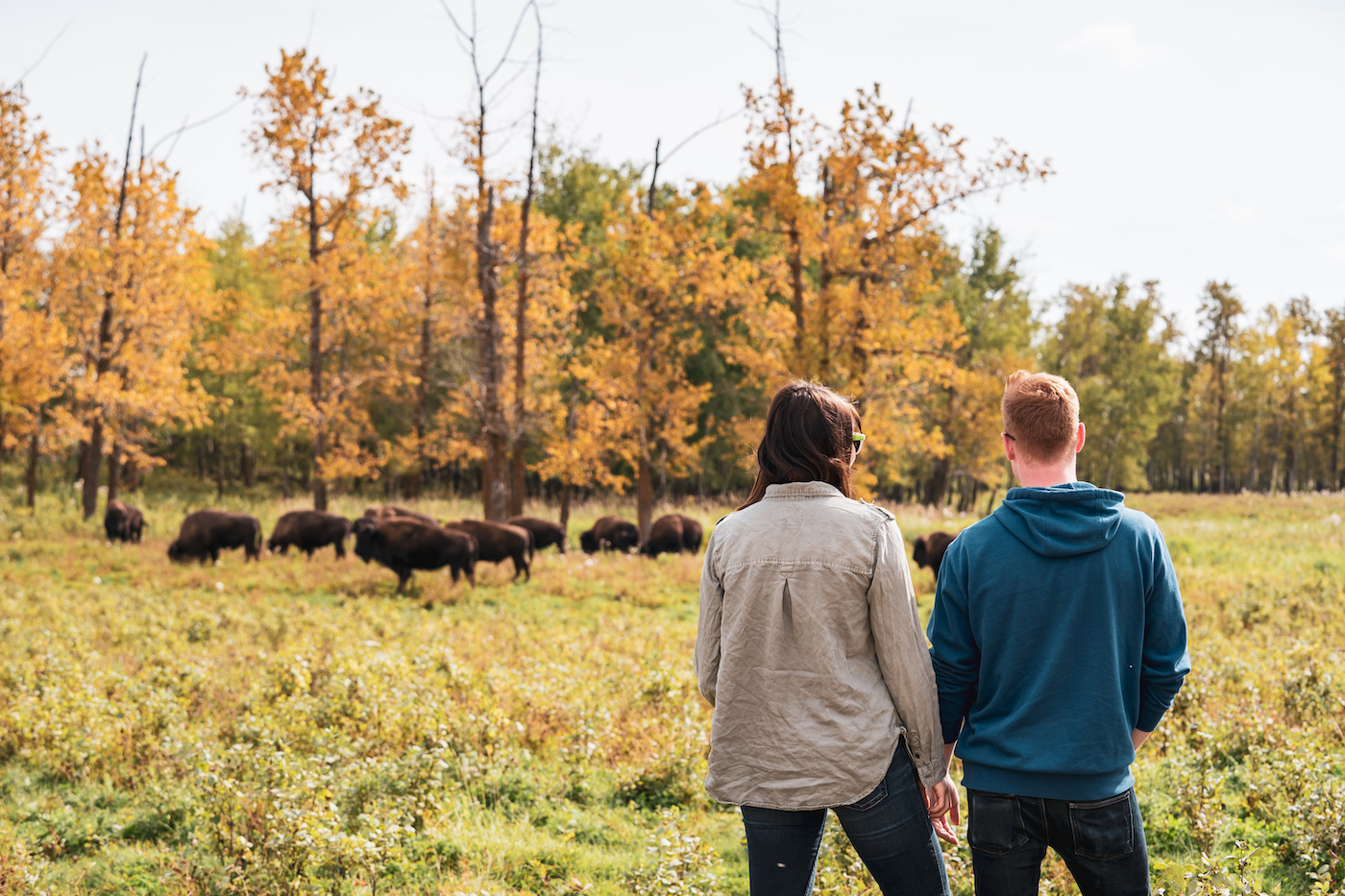 Edmonton bisons elk island natuur canada