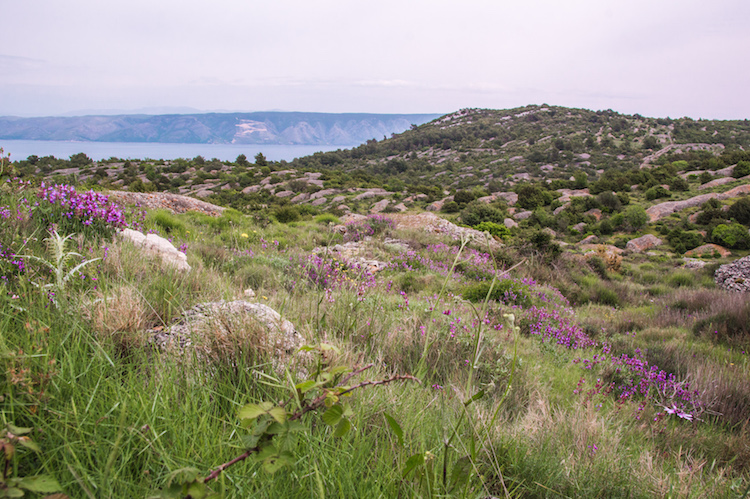 Eilandhoppen kroatie Hvar heuvels lavendel