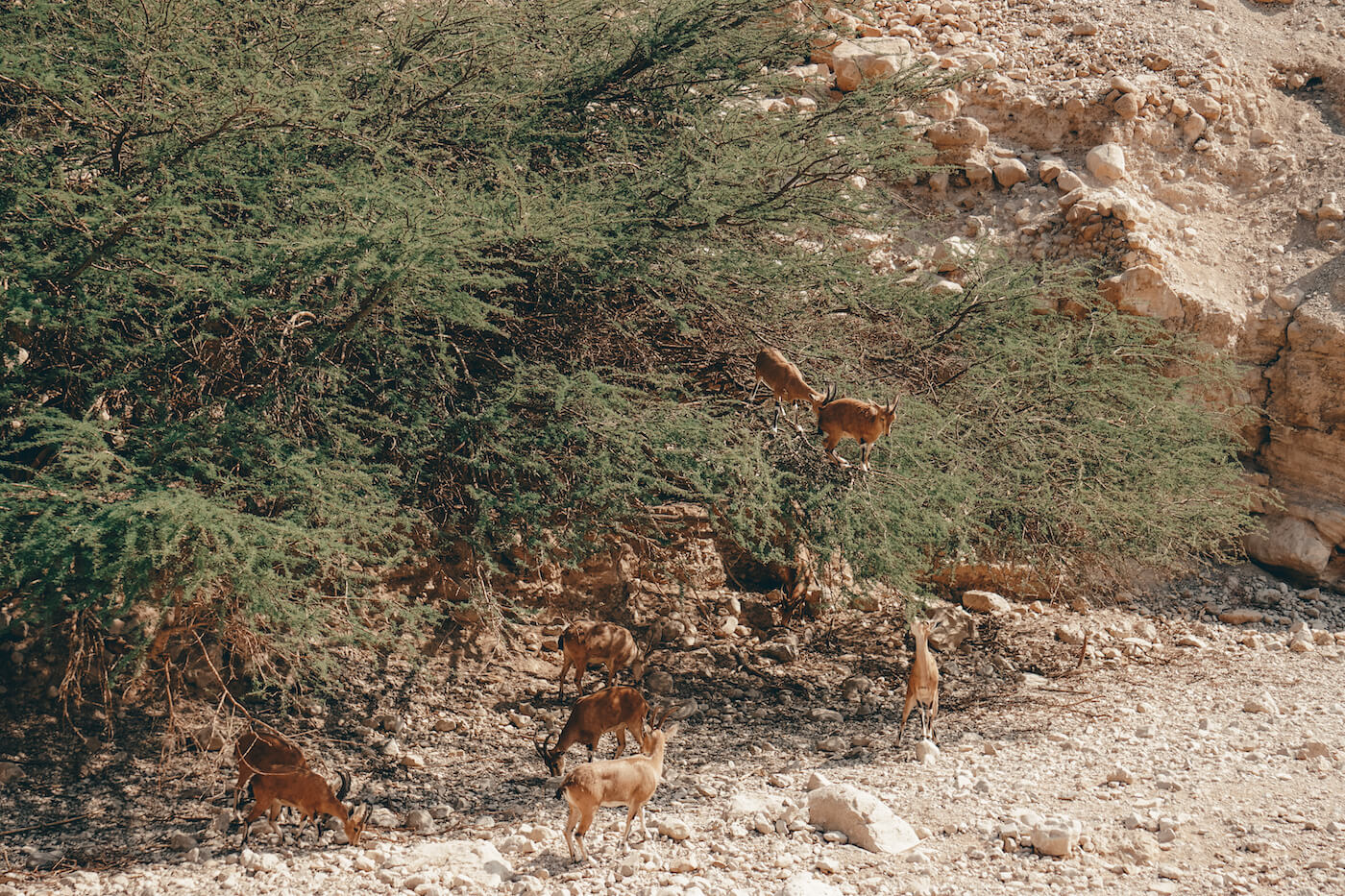 Ein gedi Reizen naar Israel