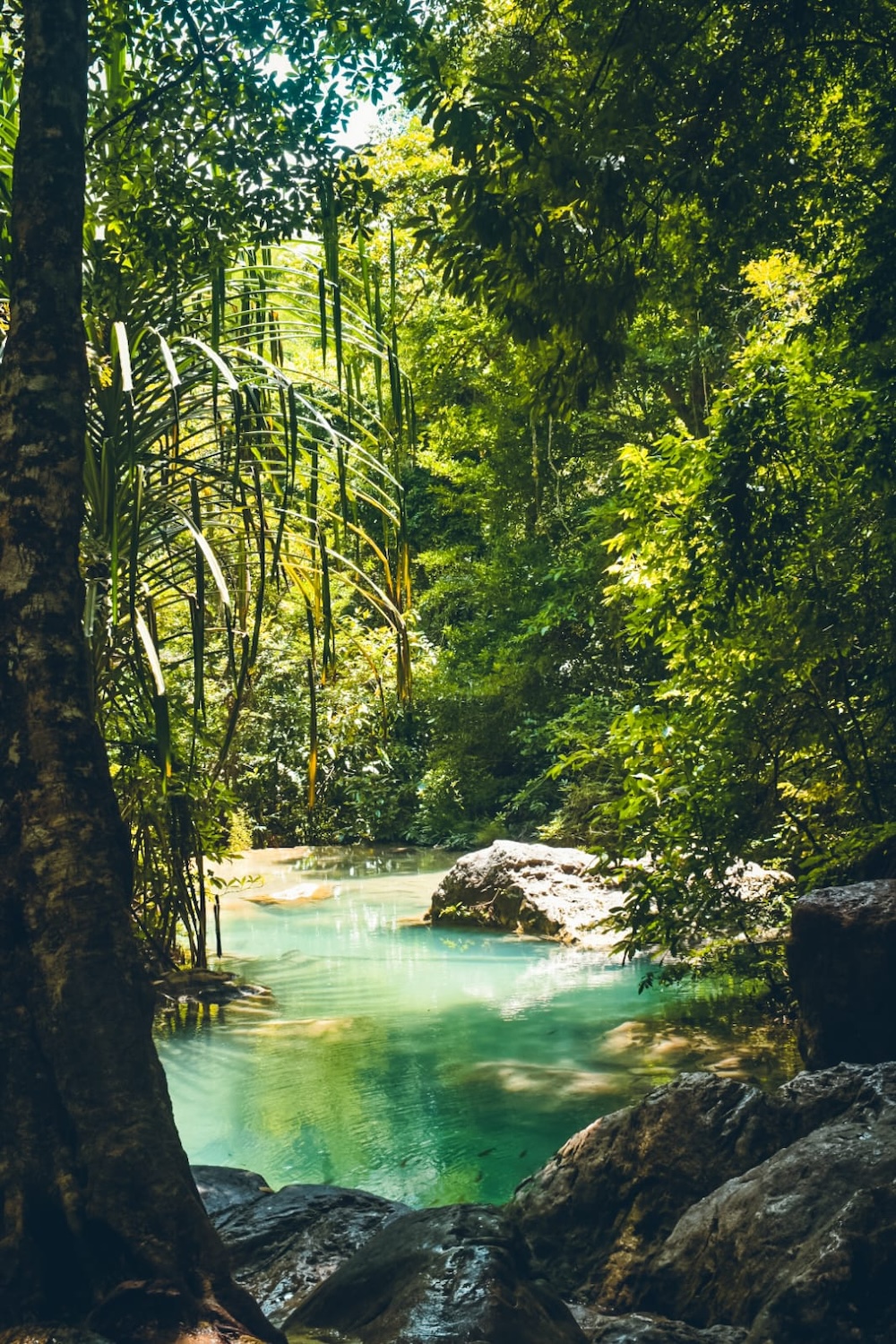 Erawan jungle