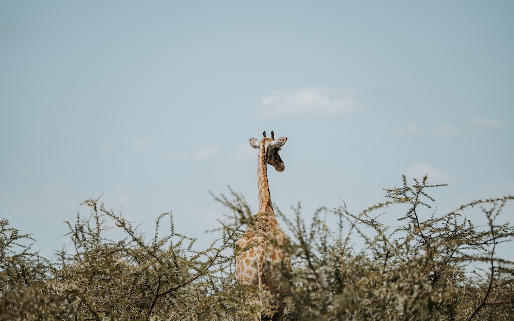 Etosha Namibie