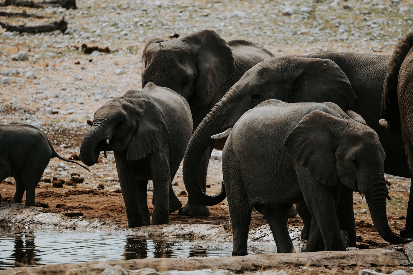 Etosha Nationaal Park