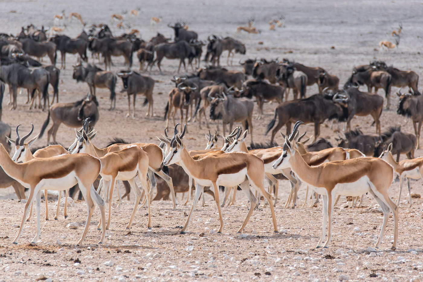 Etosha national park Namibie waterhole-2