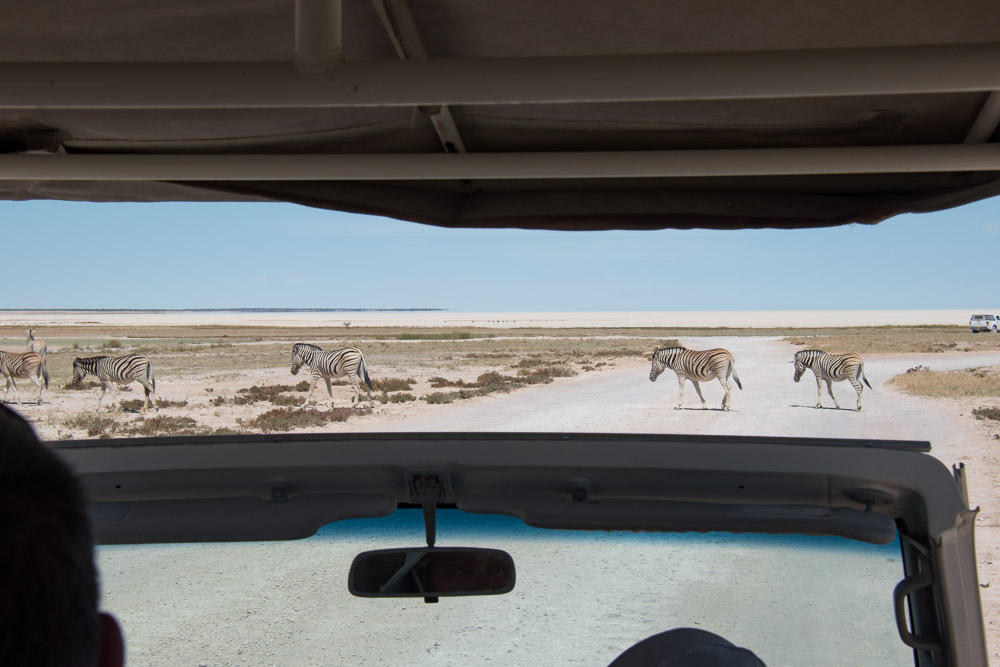 Etosha national park Namibie zebra's