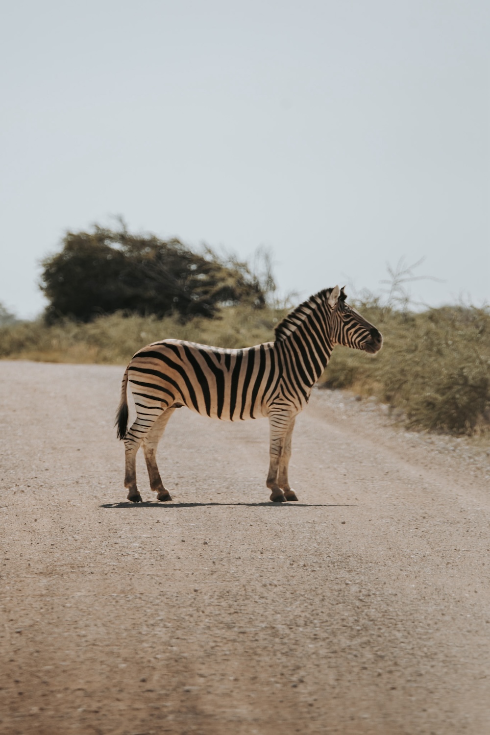 Etosha, natuur Namibie