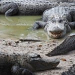 Everglades Alligator Farm alligators