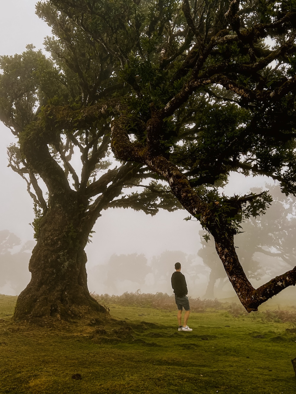 Fanal Forest Madeira