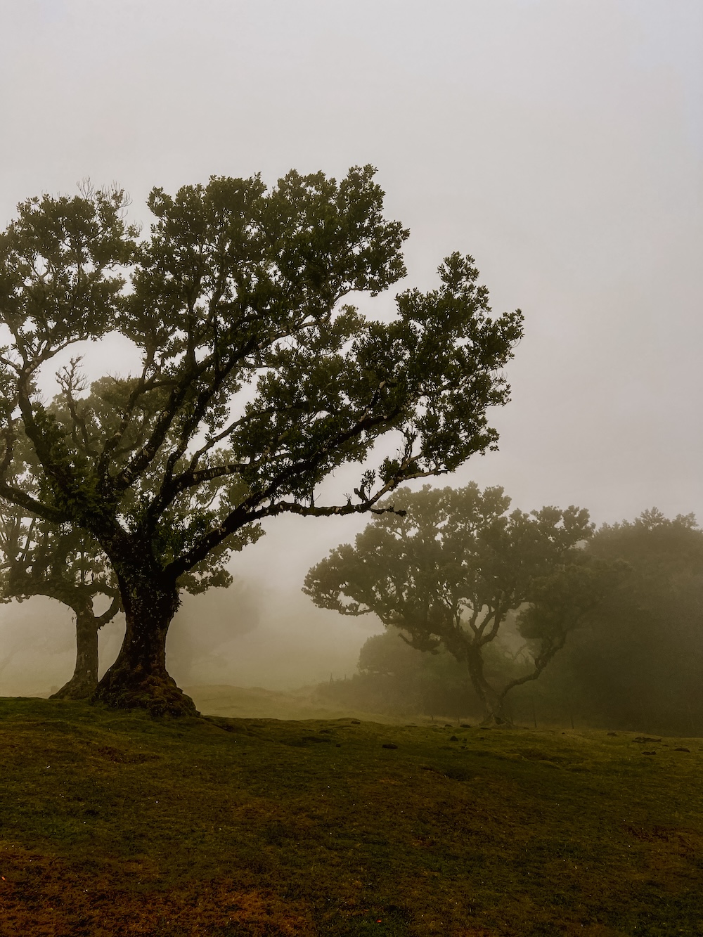 Fanal Forest