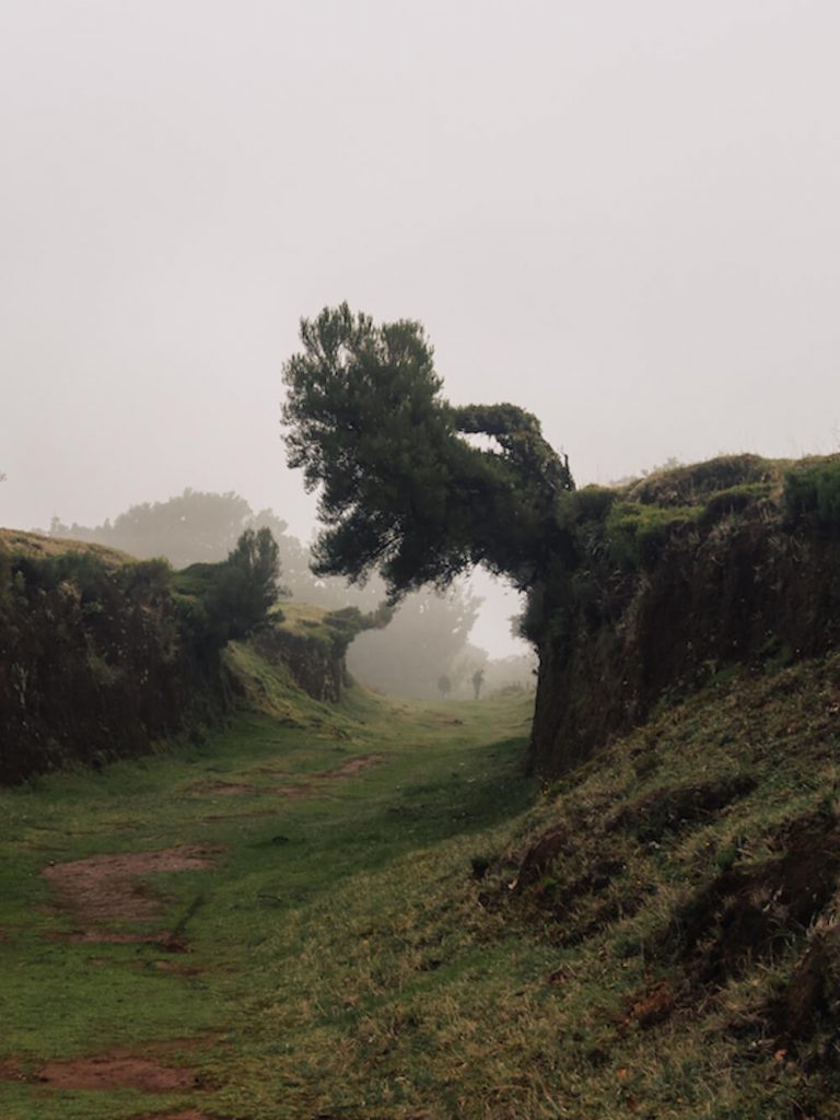 Fanal bos op madeira