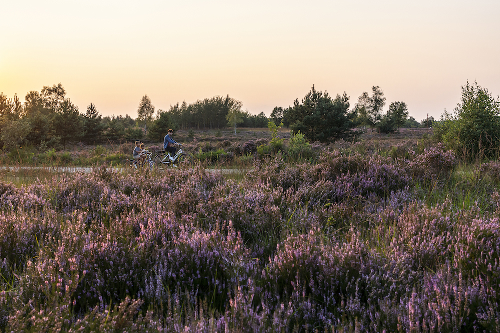 Fietsen Belgisch Limburg, door de heide