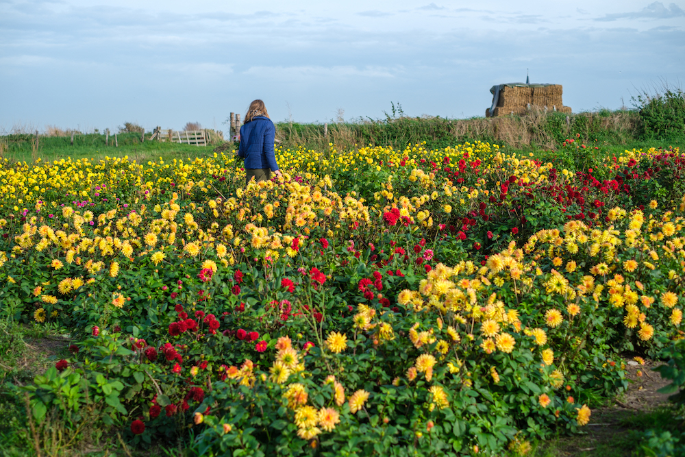 Fietsen op Texel bloementuin