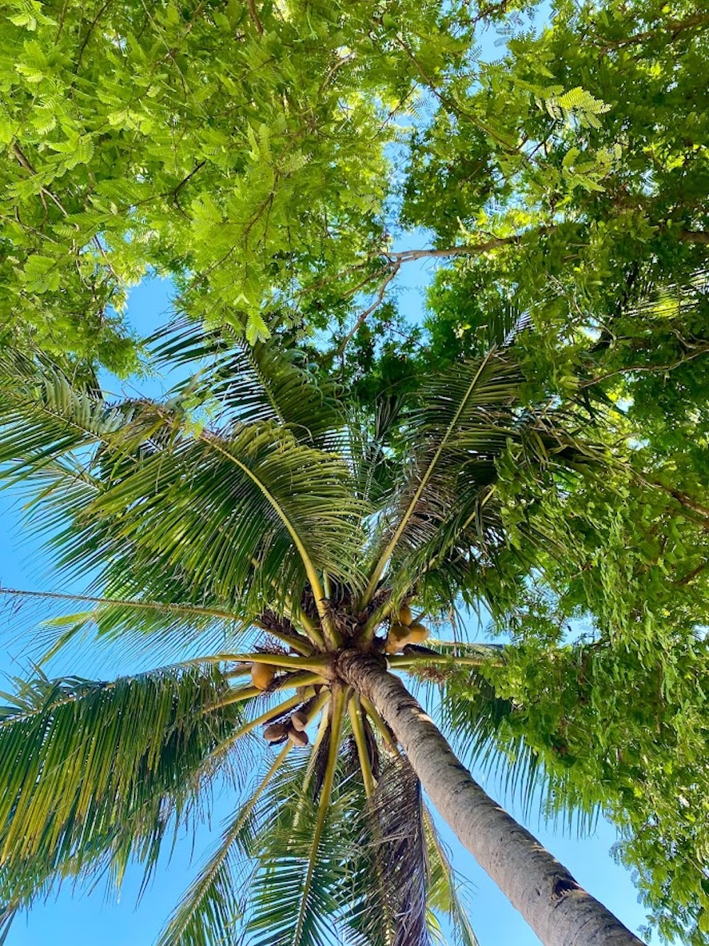 Filipijnen stranden, palmbomen