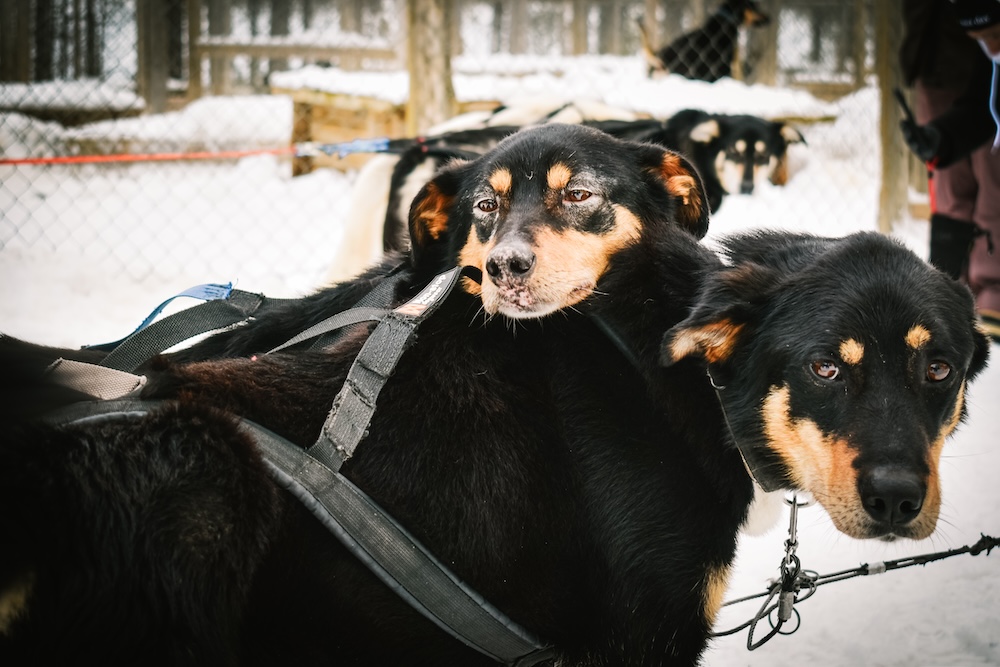 Finske husky's