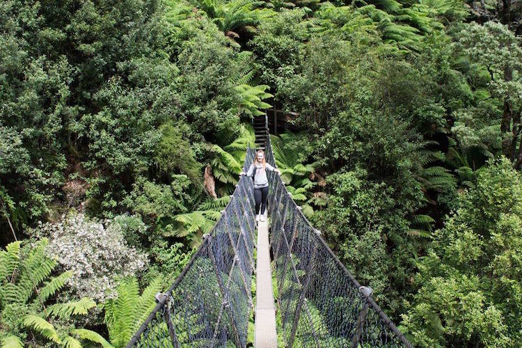 Fleur Regenwoud in tasmanie australie