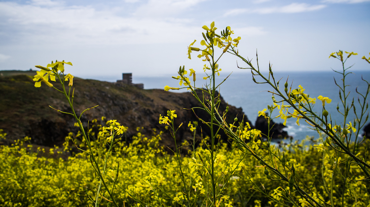 Fort Hommet met bloemen