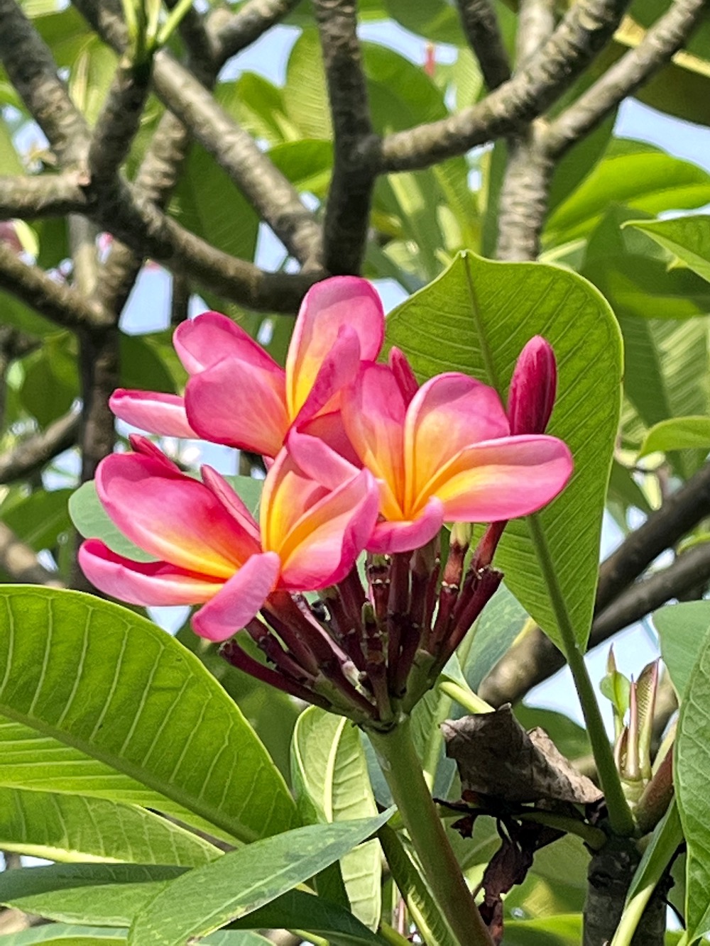 Frangipani