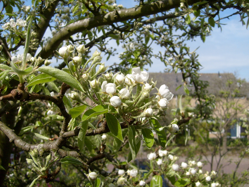 Fruit bloesem