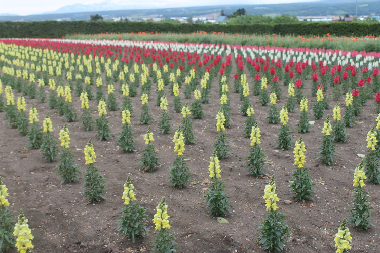 Furano in hokkaido japan