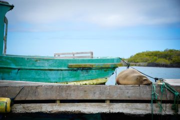 Galapagos