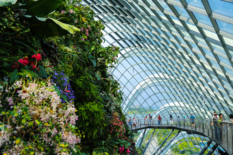 Gardens by the bay cloud forest singapore