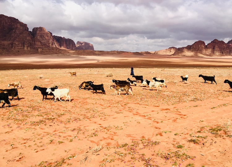 Geiten in Wadi Rum Jordanie