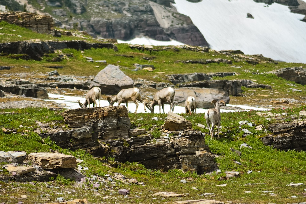 Glacier NP geiten