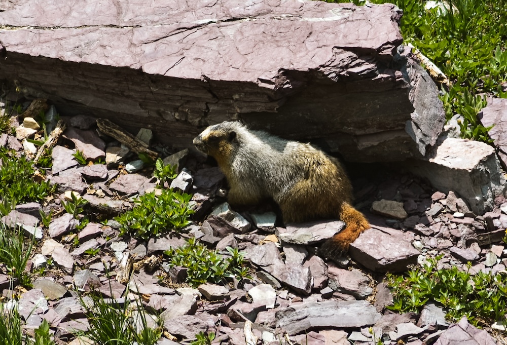 Glacier NP, marmot