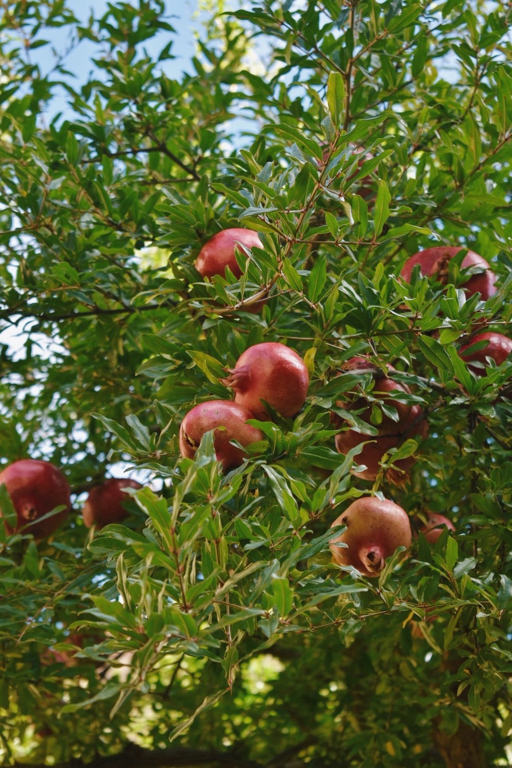 Granaatappel in Pienza