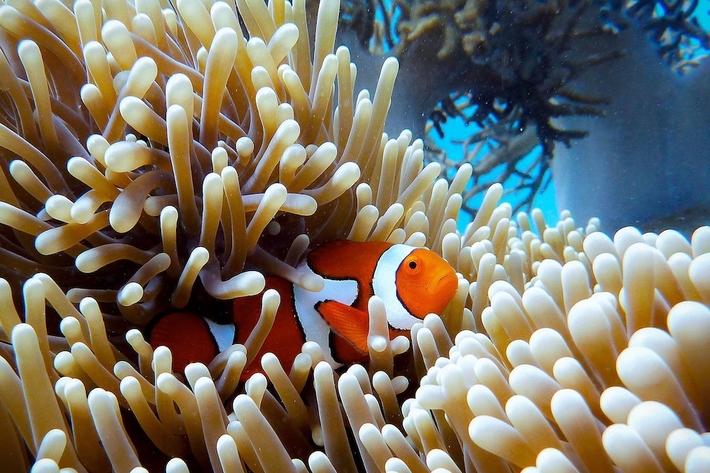 Great Barrier Reef