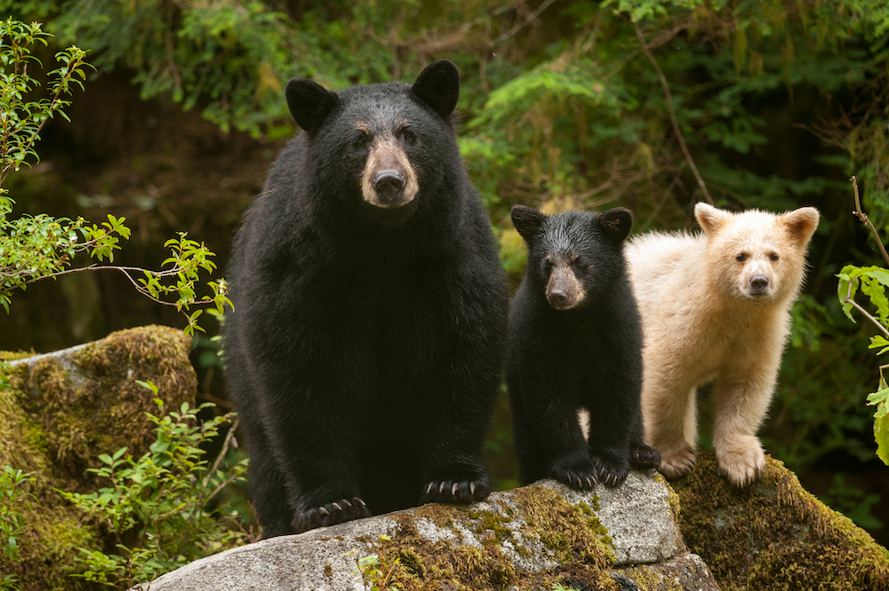 Great Bear Rainforest, British Columbia