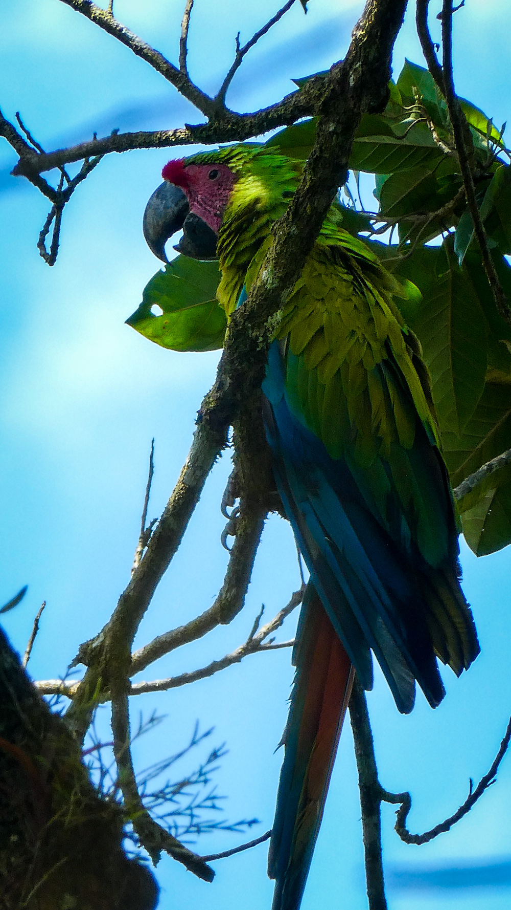 Groene Ara, Boca Tapada