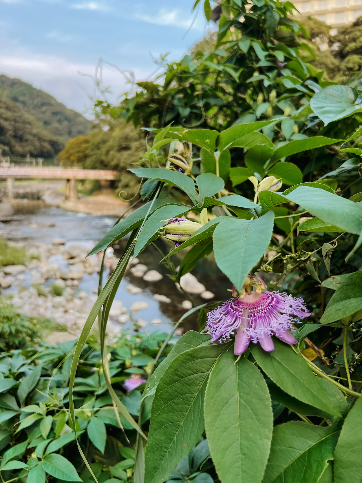 Hakone onsen