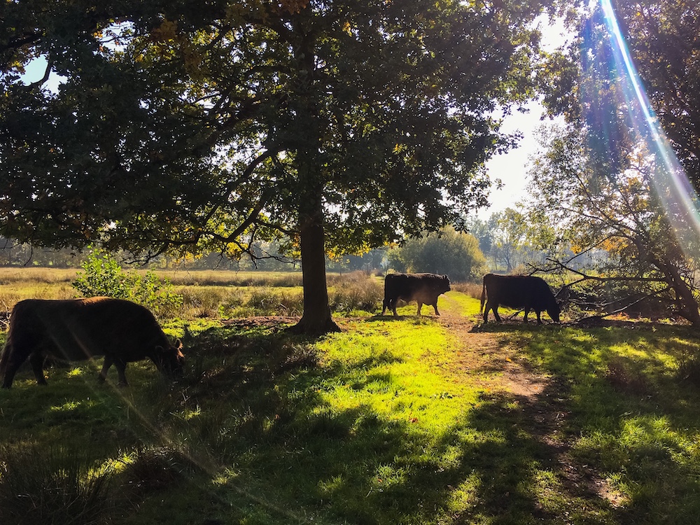 Het Hageven Belgisch Limburg