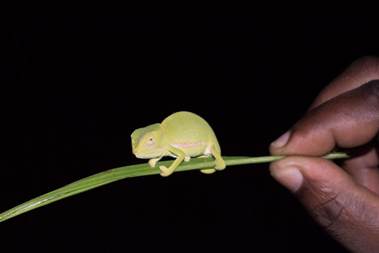 Hluhluwe zuid afrika kameleon mini