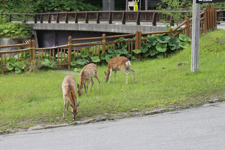 Hokkaido japan Sounkyo hertjes