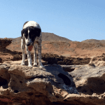 Hond Punta Gallinas colombia