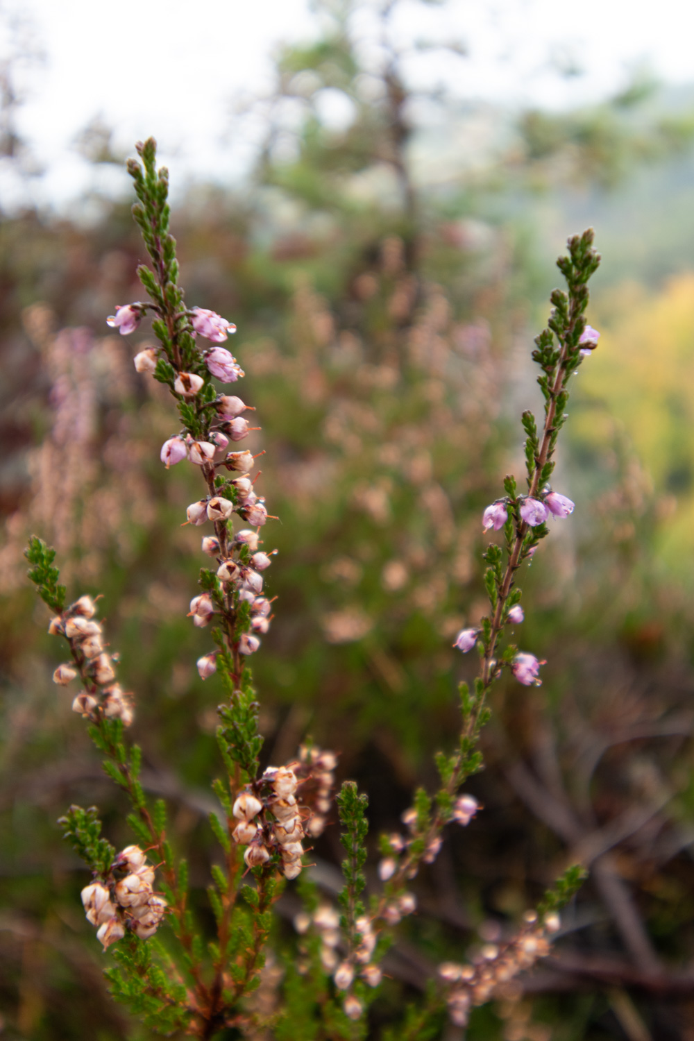 Hradec Kralove Prachov bloemen