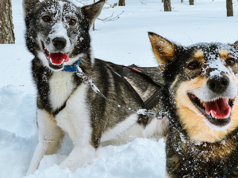 Husky's in Finland