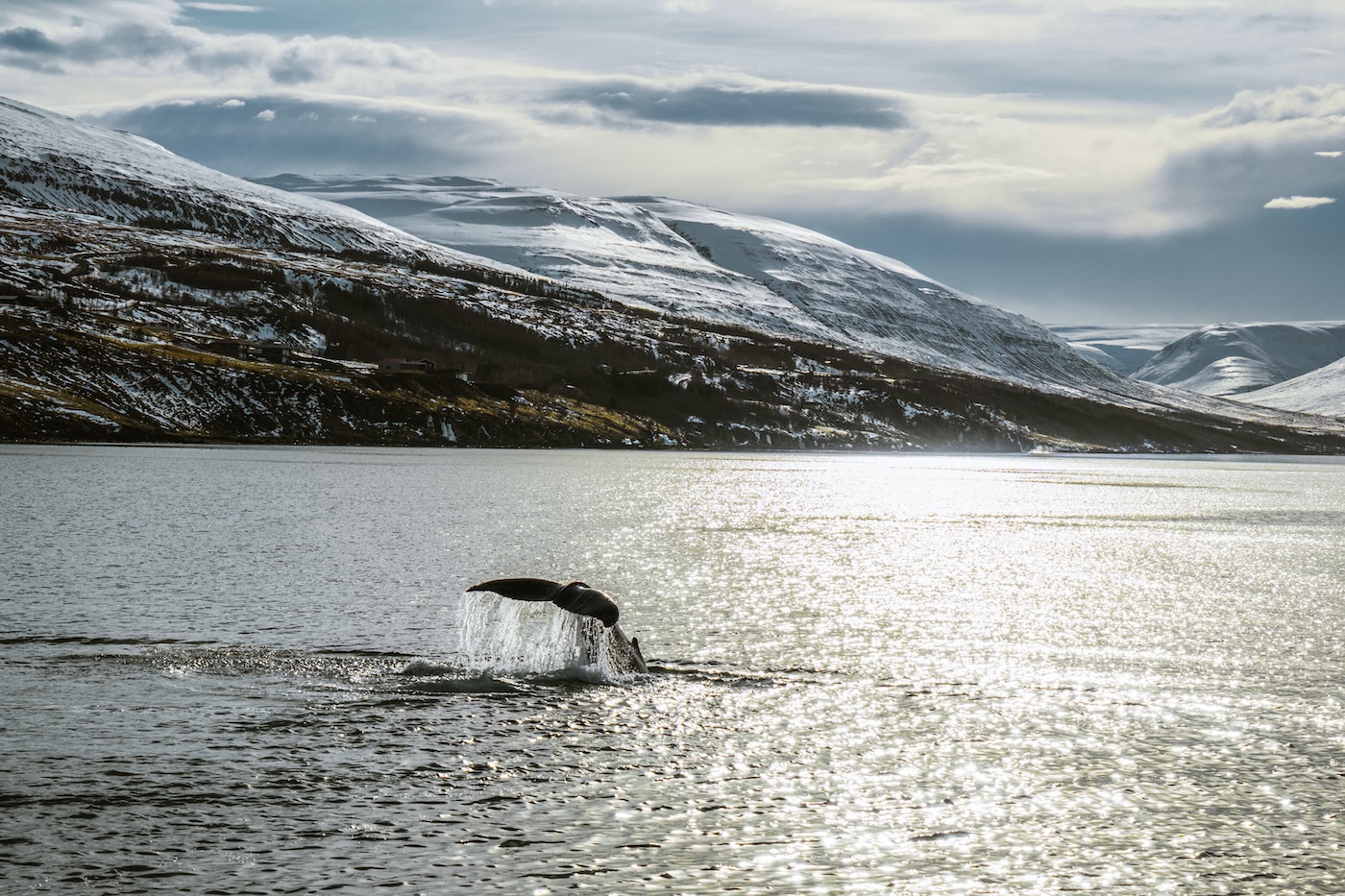 IJsland in de winter, walvis spotten