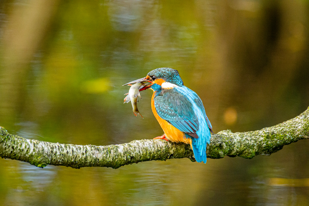 IJsvogel fotograferen