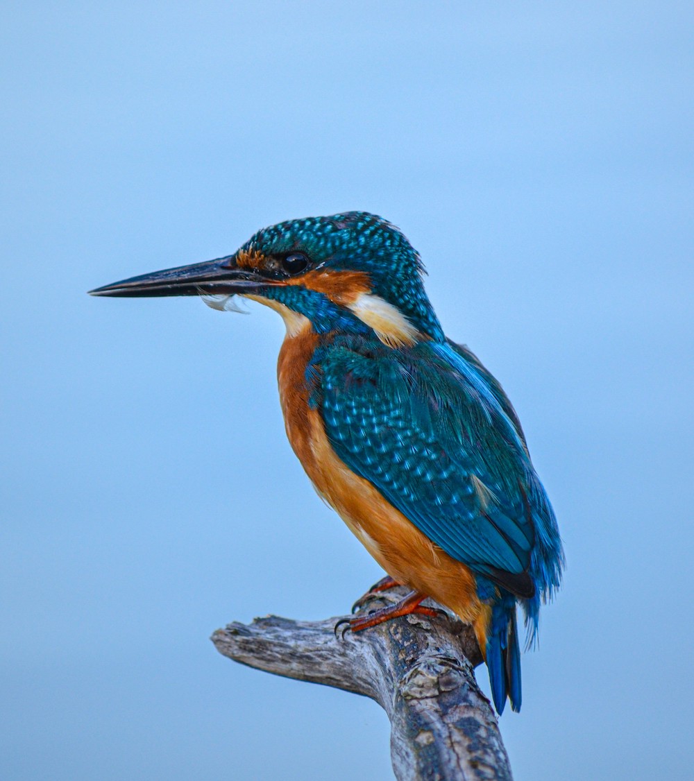 IJsvogel in Nederland, Oostvaardersplassen