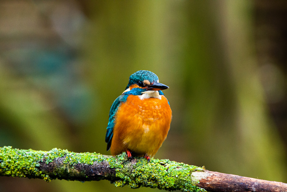 IJsvogel in Nederland, spotplaatsen