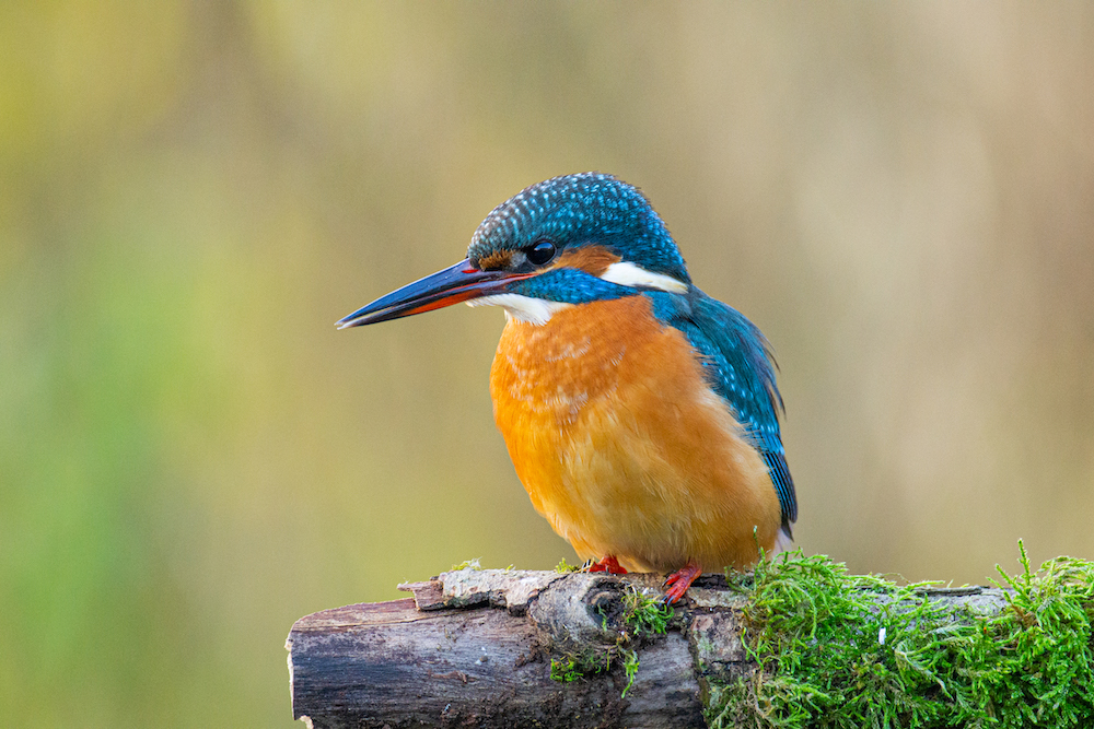 IJsvogel spotplaatsen in Nederland