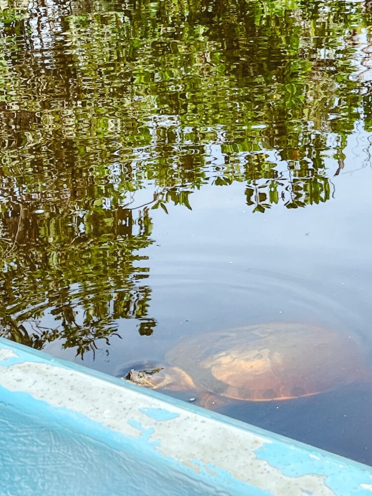 In het park bij de krokodillen