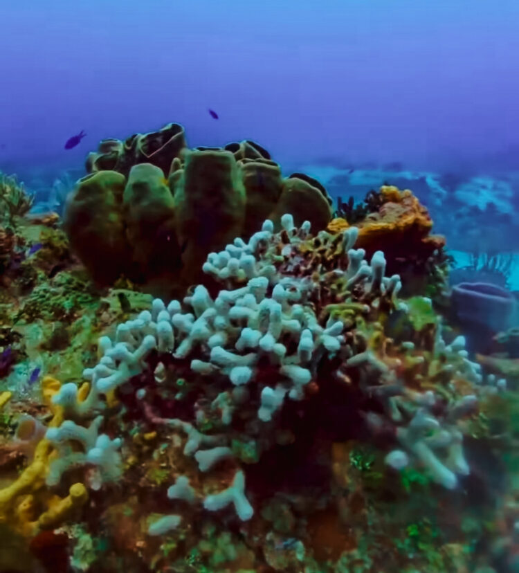 Isla Cozumel reef