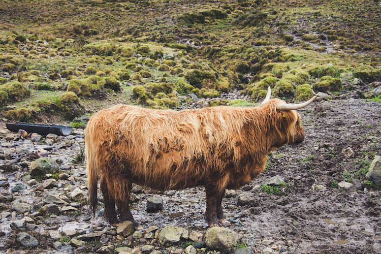 Isle of Skye tour schotse hooglander