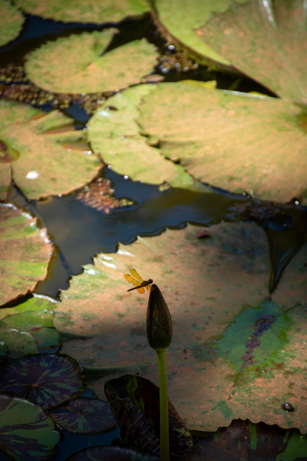 Jardín Botánico, Buenos Aires