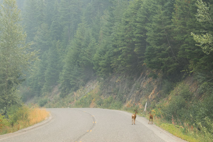 Jasper National Park roadtrip wildlife weg